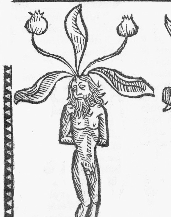Alraune - Männlein aus dem "Hortus sanitatis", Mainz (1491)